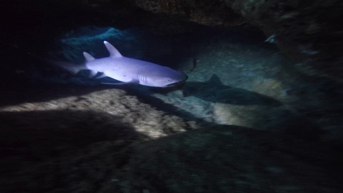 White Tip 1