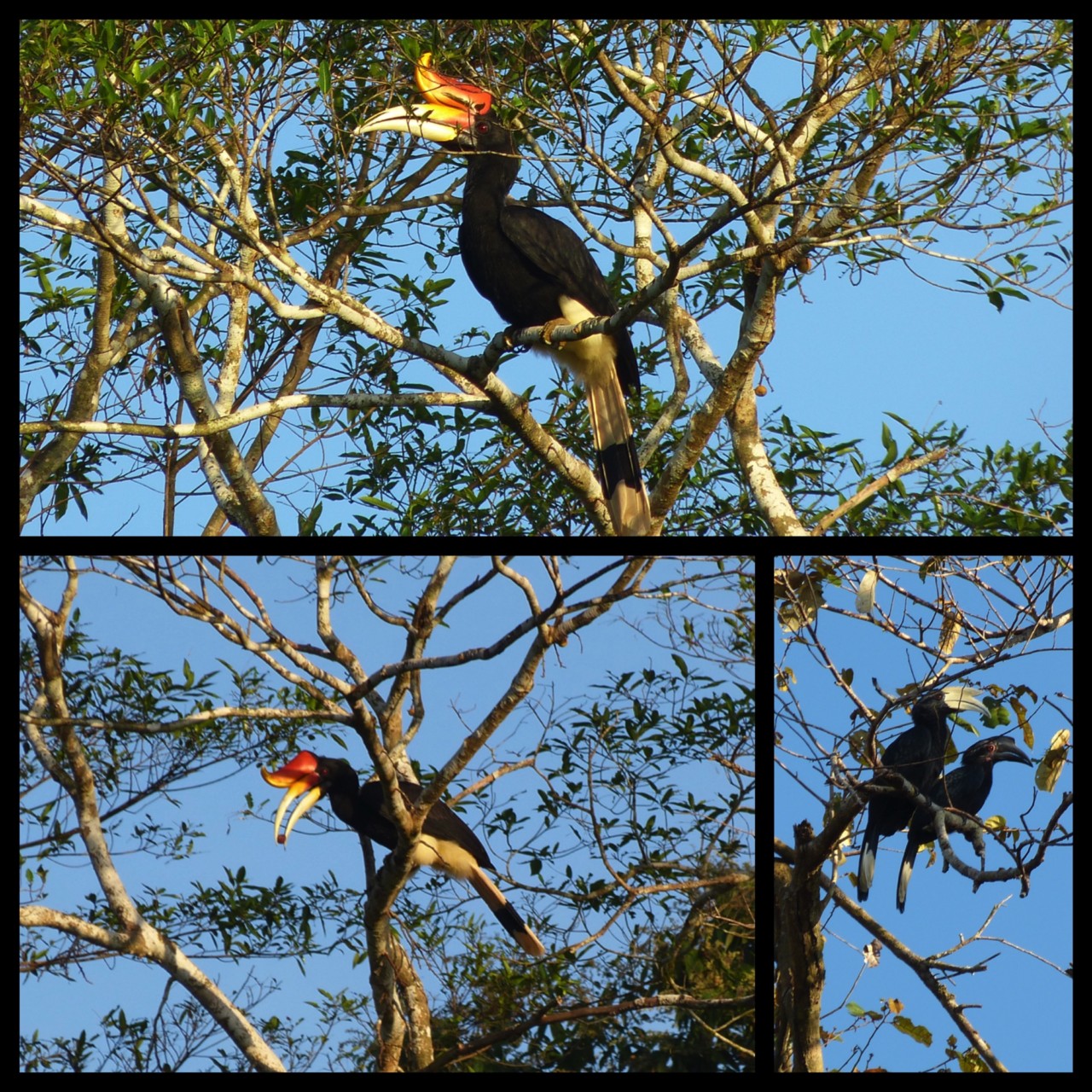 P1030924 Fotor Collage